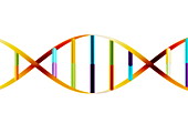 DNA molecule