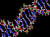 DNA molecule