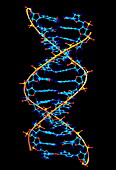 DNA molecule