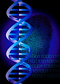 DNA fingerprint