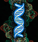 DNA molecule