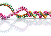 DNA molecule unwinding