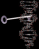 Unlocking DNA