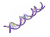 DNA molecule,computer artwork