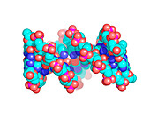 HIV DNA,molecular model