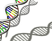 DNA molecule