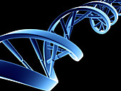 DNA molecule