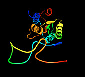 Ribosome and mRNA