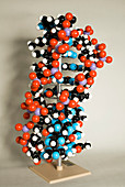 DNA helix,ball and stick model