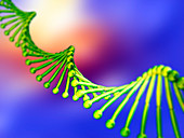 DNA molecule