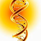 DNA molecule