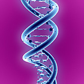 DNA molecule