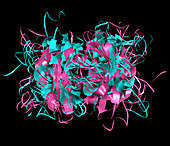 Mouse chromatin protein,molecular model