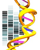 DNA molecule and autoradiogram,artwork