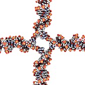 DNA Holliday junction,molecular model