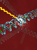 DNA damage,computer artwork