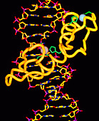 Molecular graphic of zinc finger complex on DNA