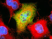 Immunofluorescent LM of recombinant monkey cells