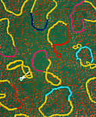 Coloured TEM of genetically engineered plasmids