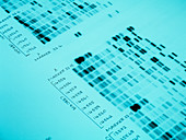 DNA fingerprints