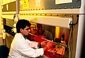 Genome research: researcher at air flow cabinet