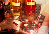 Preparing a gene therapy implant in a petri dish