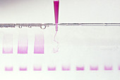 Loading a gel with genes prior to electrophoresis