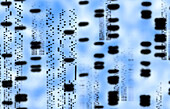 Artwork of an autoradiogram showing DNA sequences