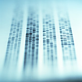 Autoradiogram showing a DNA fingerprint