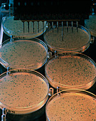Bacteria for human genome research