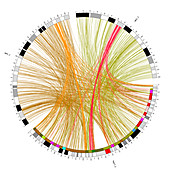 Circular genome map