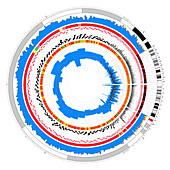 Circular genome map