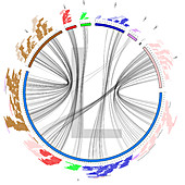Circular genetic map