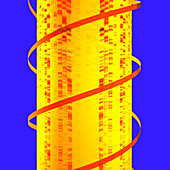 DNA helix and autoradiogram