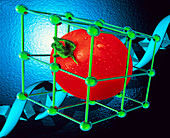 Conceptual image of genetically-engineered tomato