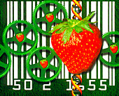 Conceptual image of genetically-engineered fruit