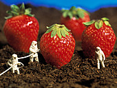 Concept of genetically engineered strawberries