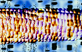 Computer artwork of GM maize and DNA autoradiogram