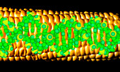 Computer artwork of GM maize with a strand of DNA