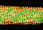 Computer artwork of GM maize with a strand of DNA