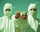 Scientists holding GM tomatoes