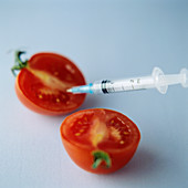 Genetic modification of a tomato