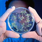 Petri dish with Arabidopsis mutant seedlings