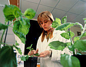 Researcher inoculates plant with overcoat virus