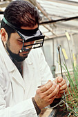 Researcher artificially hybridising wheat