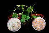 Second generation transgenic melon plants,& seeds