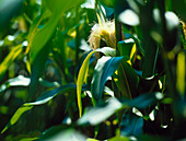 Genetically modified maize field trial
