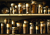 Herbarium specimens