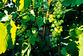 Transgenic grapes