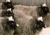 Group of five genetically-cloned sheep